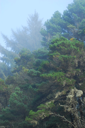 Pinus muricata borealis