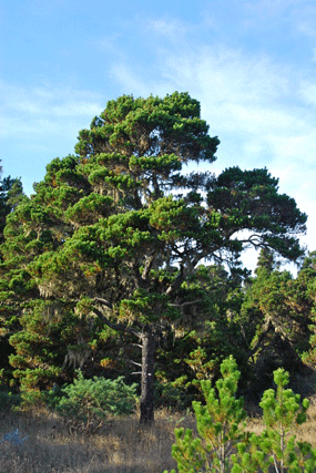 Pinus contorta