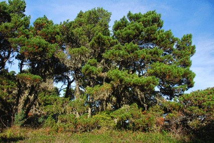 Pinus contorta