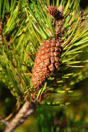 Pinus contorta
