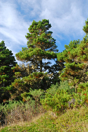 Pinus contorta
