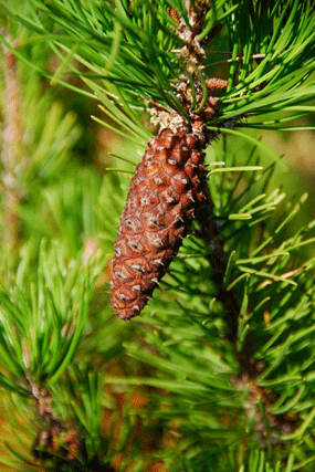 Pinus contorta
