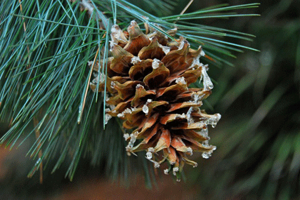 Pinus stylesii