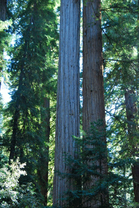 Sequoia sempervirens