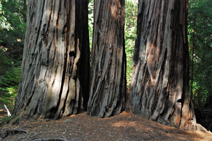 Sequoia sempervirens