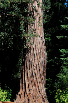 Sequoia sempervirens