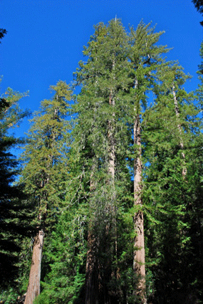 Sequoia sempervirens