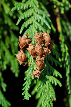 Thuja plicata