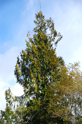 Thuja plicata
