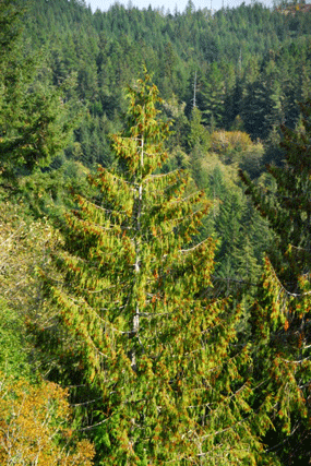 Thuja plicata