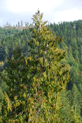 Thuja plicata