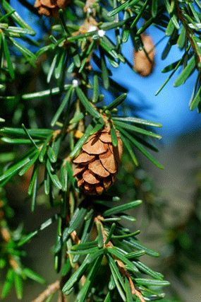 Tsuga heterophylla