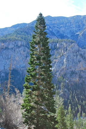 Abies concolor