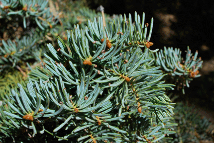 Abies concolor
