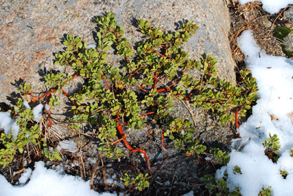 Arctostaphylos nevadensis