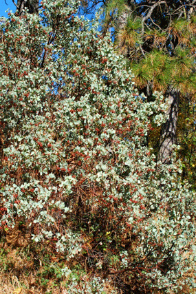 Arctostaphylos viscida