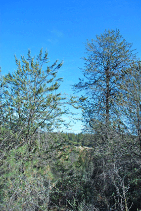 Cupressus macnabiana