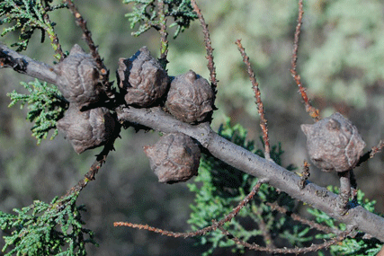 Cupressus macnabiana