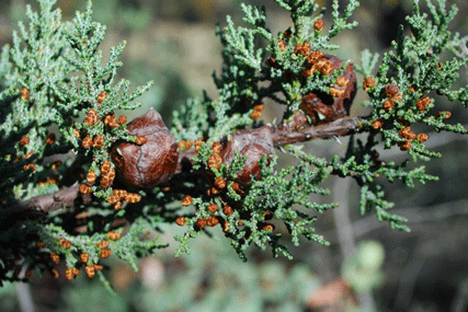 Cupressus macnabiana