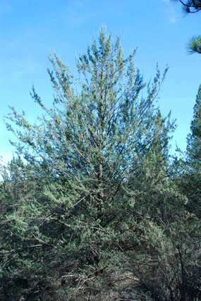 Cupressus macnabiana