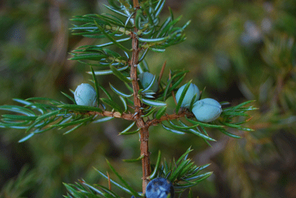 Juniperus communis depressa