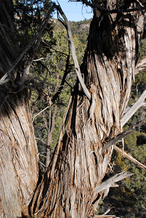 Juniperus osteosperma