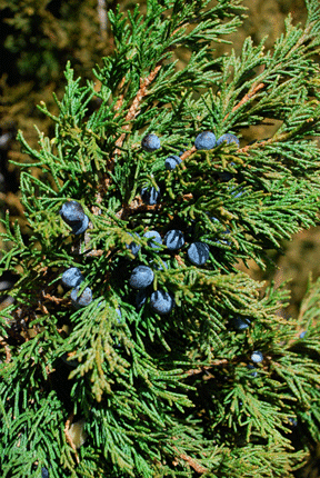 Juniperus scopulorum