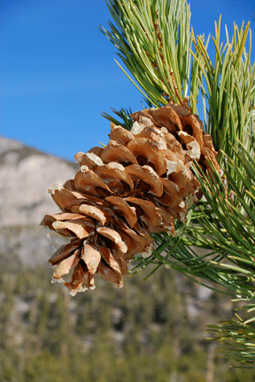 Pinus flexilis