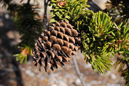 Pinus longaeva