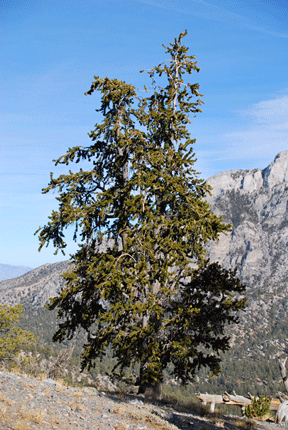 Pinus longaeva