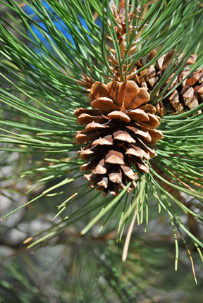 Pinus ponderosa