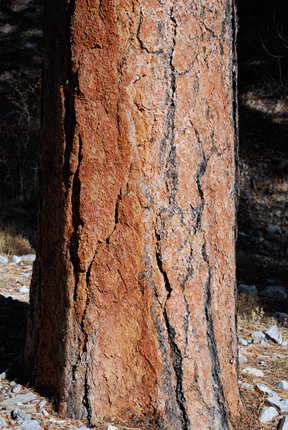 Pinus ponderosa