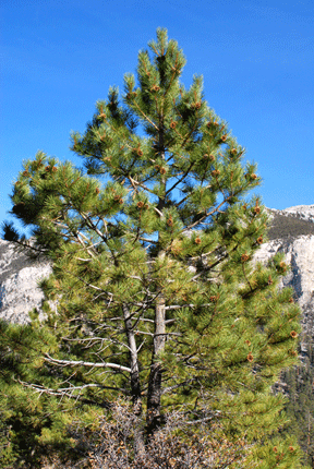 Pinus ponderosa