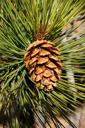 Pinus ponderosa