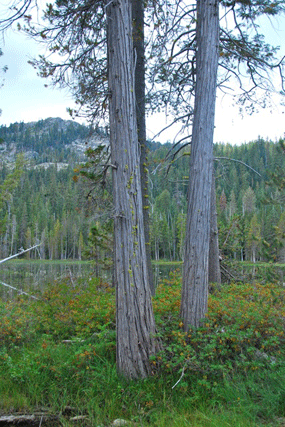 Chamaecyparis lawsoniana