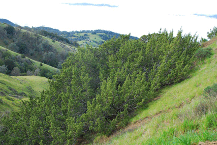 Juniperus californica