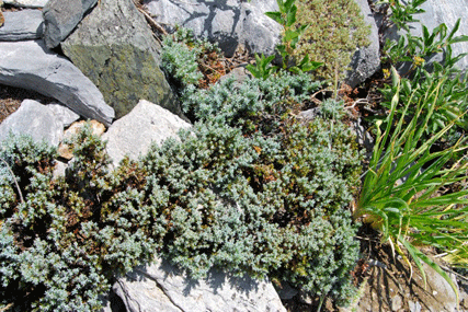 Juniperus communis saxatilis