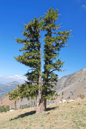 Pinus balfourianabalfouriana
