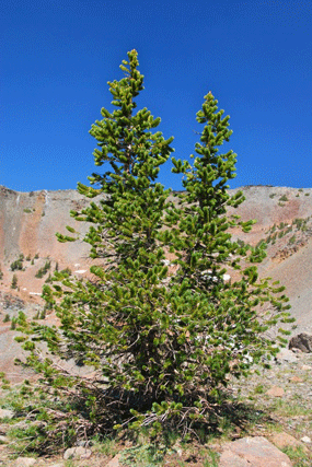 Pinus balfourianabalfouriana