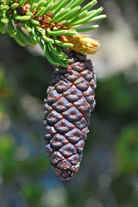 Pinus balfourianabalfouriana