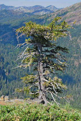 Pinus balfourianabalfouriana