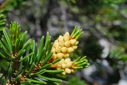 Pinus balfourianabalfouriana