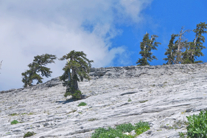 Pinus balfourianabalfouriana