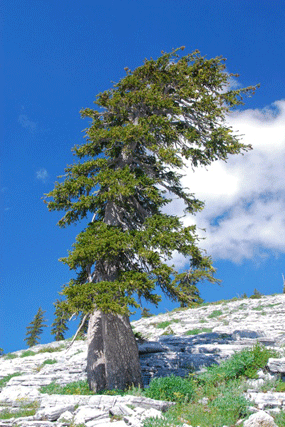 Pinus balfourianabalfouriana