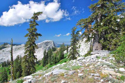 Pinus balfourianabalfouriana