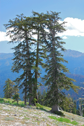 Pinus balfourianabalfouriana