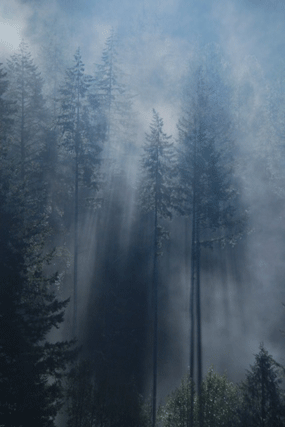 Pseudotsuga menziesii