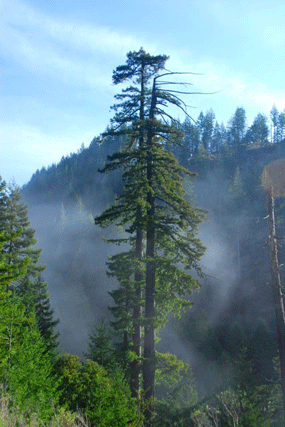 Sequoia sempervirens