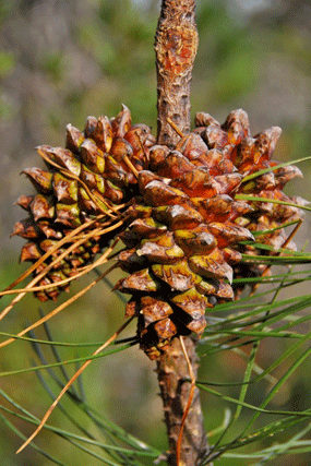 Pinus muricata