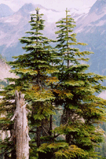 Abies amabilis